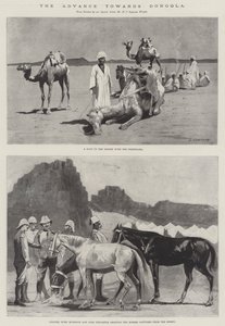 Dongola